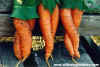 carrots.jpg (16303 bytes)