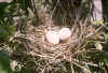 nest2.jpg (67111 bytes)