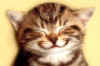 smilecat.jpeg (17116 bytes)